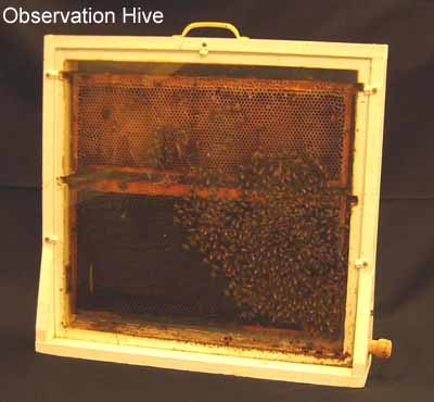 observation hive picture