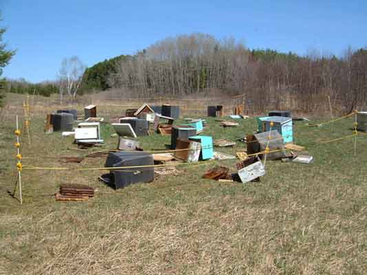 Bear damage to bee  hives