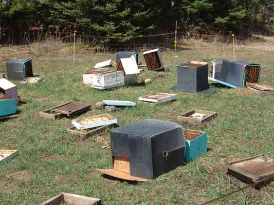 Bear damage to bee  hives 2