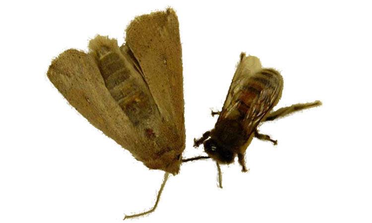 f15-wax_moth