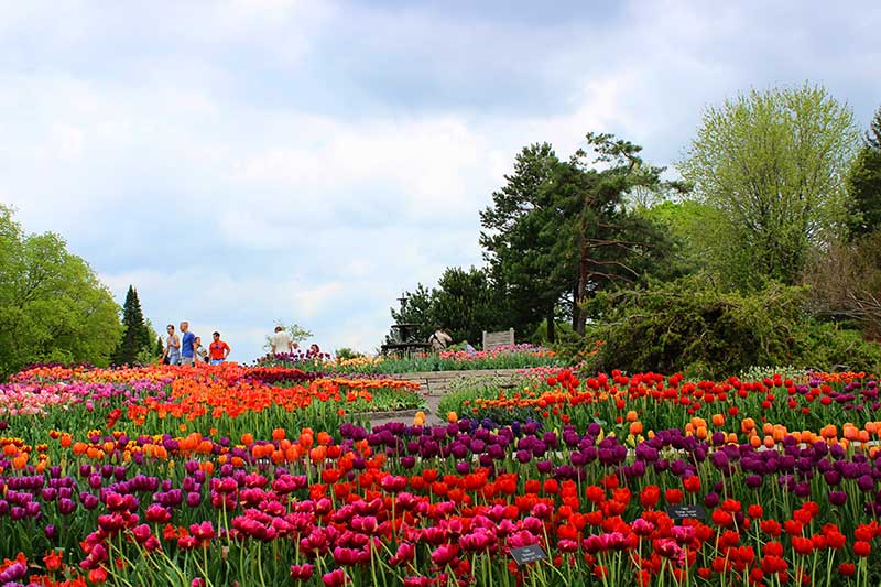 Photo of flower garden.